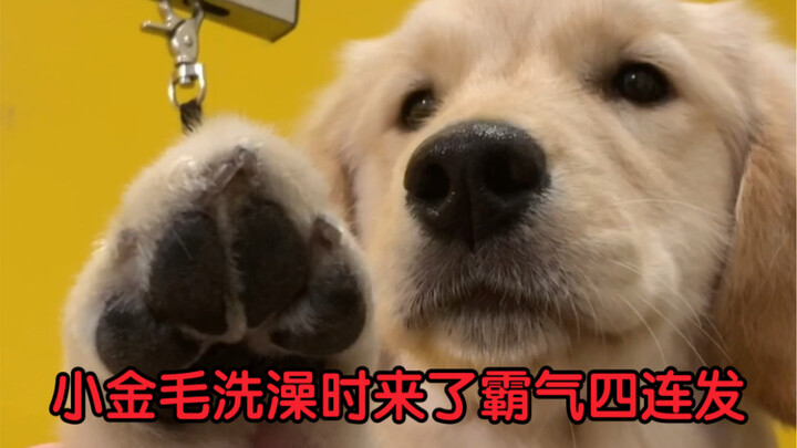 ขณะอาบน้ำให้เจ้าหมาทองตัวน้อย เจ้าของส่งความเท่ห์รวดเดียวสี่ครั้งรวดไปที่ร้านขายสัตว์เลี้ยง