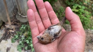 被老鹰追过的鸟，腿直接吓软