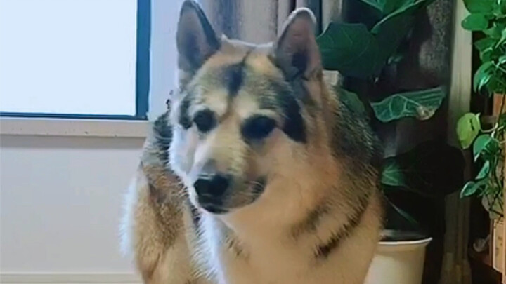 Apa menggemaskan ke anjing pagi-pagi bisa berhasil? Ayo kita coba!