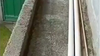 Secara tidak sengaja mengubah alur cerita The Lion King