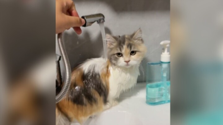 شوّشت قطتي الفيديو، فقالت: “ما أصدّق الشائعات ولا أنشرها.”