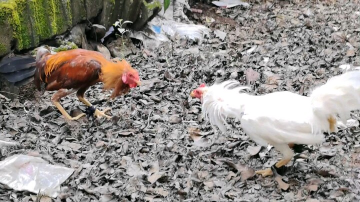 Pasayaw tayo ng mga lugon na broodcock natin lionheart gamefarm white kelso genesis gamefarm gold