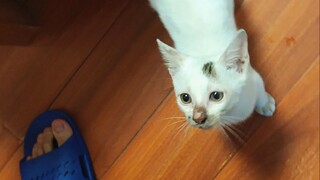 笑了，流浪猫还用出去捡？