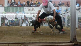 bulik tagalog...