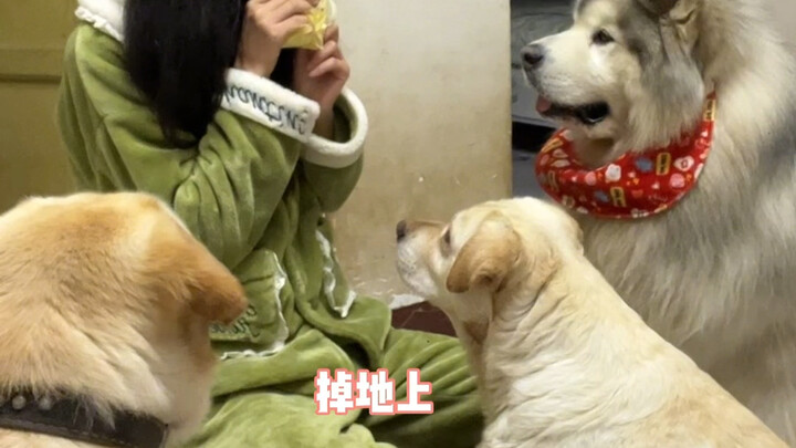 Ever since I got a dog, there's no way I can enjoy midnight snacks alone anymore.