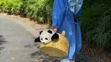 Ihh Lucunya Panda Di ajak jalan jalan