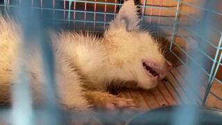 [Animals][Vlog]Kittens rescue mission