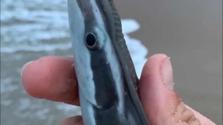 成功进化成了人类的“玩具”