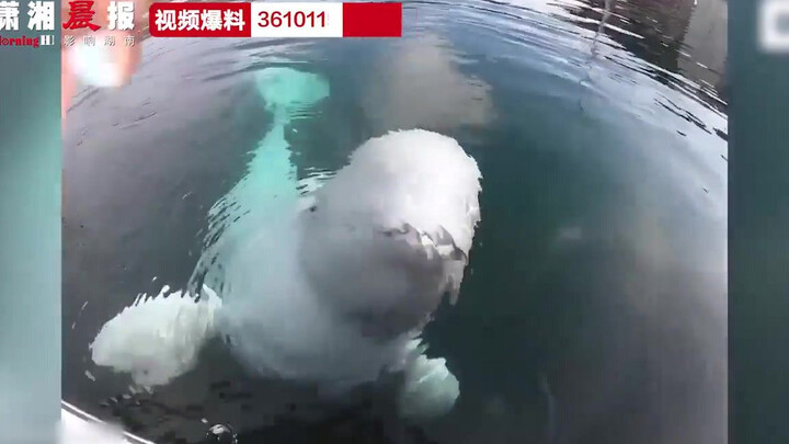 “快给我小鱼干~”白鲸寻回男子掉入海里的相机, 张大嘴巴卖萌要奖励