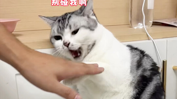 Why does this little cat have two different faces?!