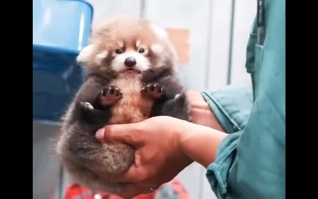 Penimbangan Pertama Bayi Panda Merah, Ibunya Jadi Panik!