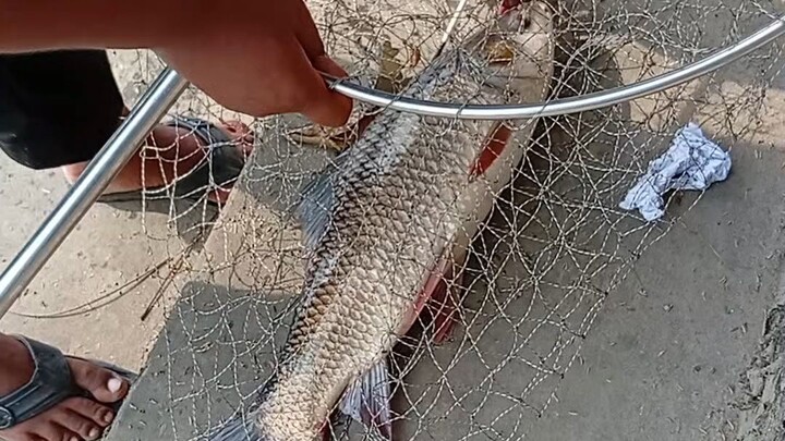 অসাধারণ রুই মাছ সিকারের ভিডিও