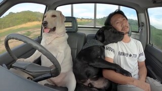 Being a dog is annoying...