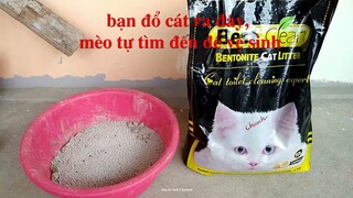 Không ngờ nuôi mèo cảnh lại dễ dàng | Huyền Anh Channel