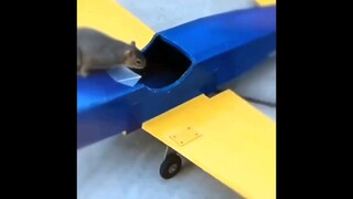 Squirrel Plane