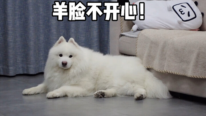 泡泡机和萨摩耶简直是绝配！