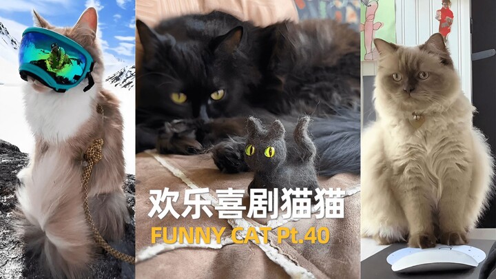 Kucing Komedi yang Menghibur Bagian 40
