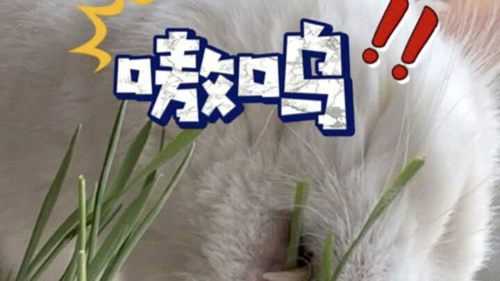 逗咪咪：玉米那有猫草香～一口一根猫草 #小猫吃播 #喵星人的vlog #小猫可以治愈一切