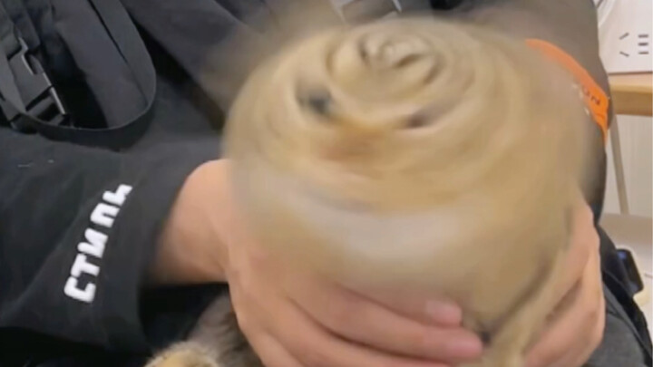 Today's cat is a hot potato.