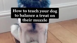 Reply to  what trick should we do next?! LearnOnTikTok dog dogtricks dogtraining pets