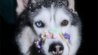 الجوّ العاطفي لدى الهاسكي ليس سيئًا جدًا أيضًا.