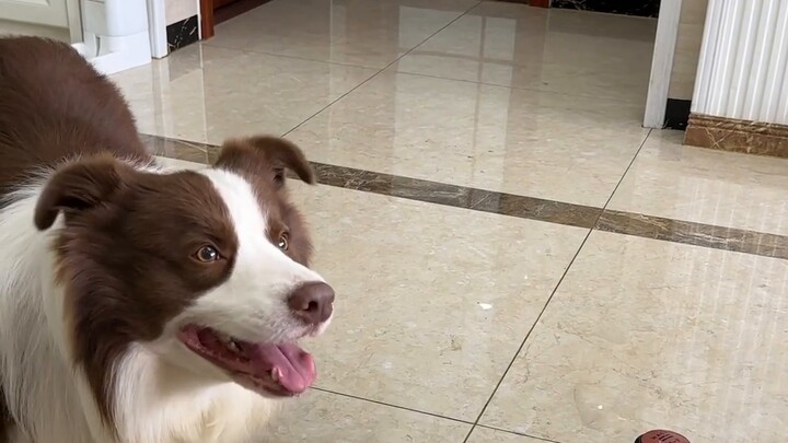Although it is just a puppy, it still has principles