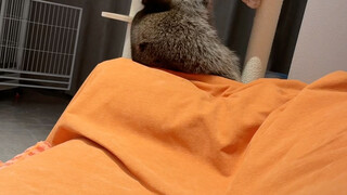 The chubby raccoon is still playing hard to get with me.