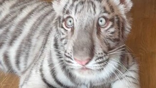 Coba tebak apa yang berhasil kuciduk!