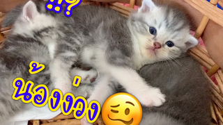 scottish fold kitten ลูกแมวสก๊อตติสโฟลด์ น้องง่วงนอน