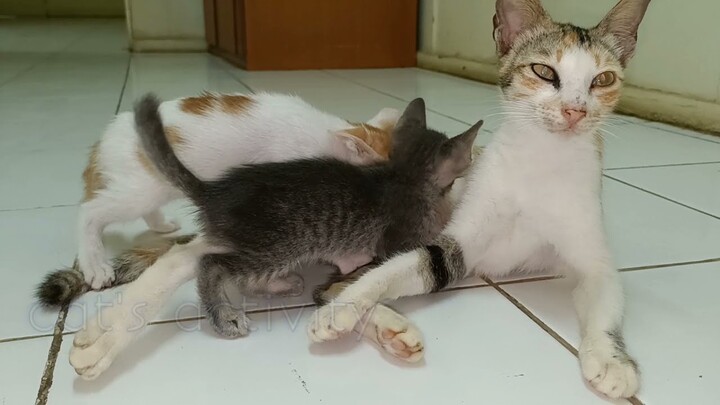 kalian sehat yaaa...