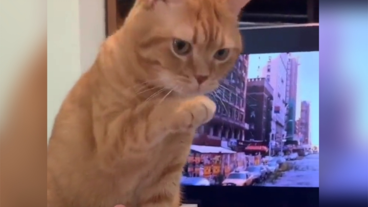 Kucing: Saya menolak dengan sopan!