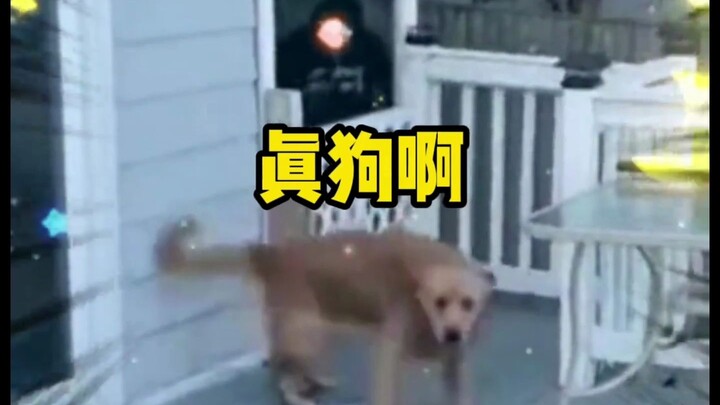 Great—now he’s raising a real dog! Funny edit