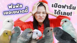 รีวิวนกแก้วฟอพัสทั้งบ้าน 12 ตัว มีสีอะไรบ้าง