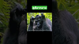 ^ดูรวมคลิปเต็มชุดนี้กดลิงค์ด้านบนจ้า^ ดูดีมากมาย