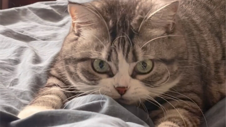 “Lợn lao về phía trước”: Mập nhưng rất linh hoạt!