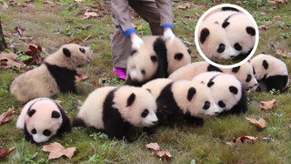 [Gấu trúc]Thì ra trong đám gấu trúc cũng có "gấu xã hội đen"