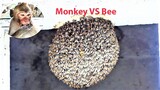 Wow...Cool! Animal Monkeys VS Bee, Baby Monkeys Try Looking at Bee Net
