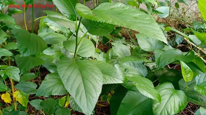 4 vị thuốc trị bệnh gan chướng bụng chúng ta cần phải biết