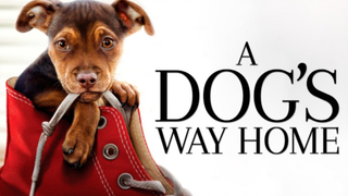 A Dog's Way Home (2019) เพื่อนรักผจญภัยสี่ร้อยไมล์