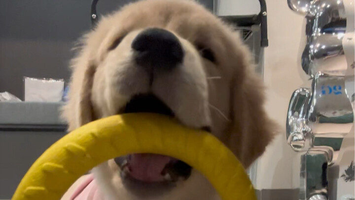 I don’t care! This is my baby! Waaah, the little golden retriever is so cute!