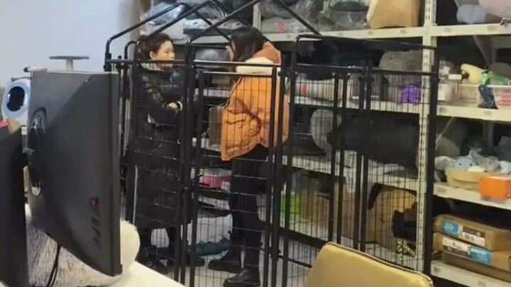 It’s all because the Labrador was just too enthusiastic—forced to huddle in the dog crate to chat, w