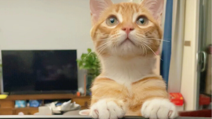 ทักษะใหม่ของตัวอ้วน