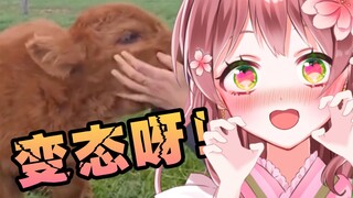 Japanese loli maid watching "Strange Cow Increases" WTF is yandere!!!