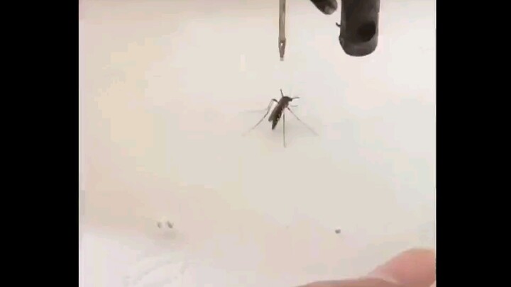 100 Ways to Kill a Mosquito