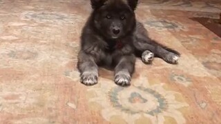 蓝湾牧羊犬，小时候可爱长大了超级帅气有安全感