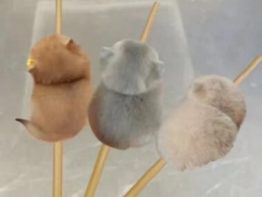 Kucing kecil yang menenangkan sudah datang!