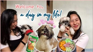 A DAY IN THE LIFE OF MATCHA | Matcha the Shih Tzu | Shih Tzu Ph