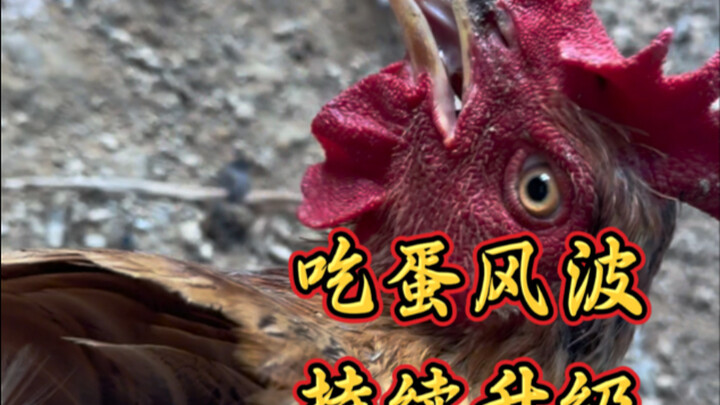 حادثة أكل البيض تكرر حدوثها، والجاني الحقيقي ما زال طليقًا. خطة عملية الاعتقال تم تحديدها #حياتي في 