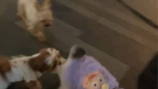 [Tan Jianci] I accidentally met a dog while walking the dog in Wuhan? ?