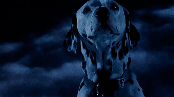 You’re just one dog away from love!